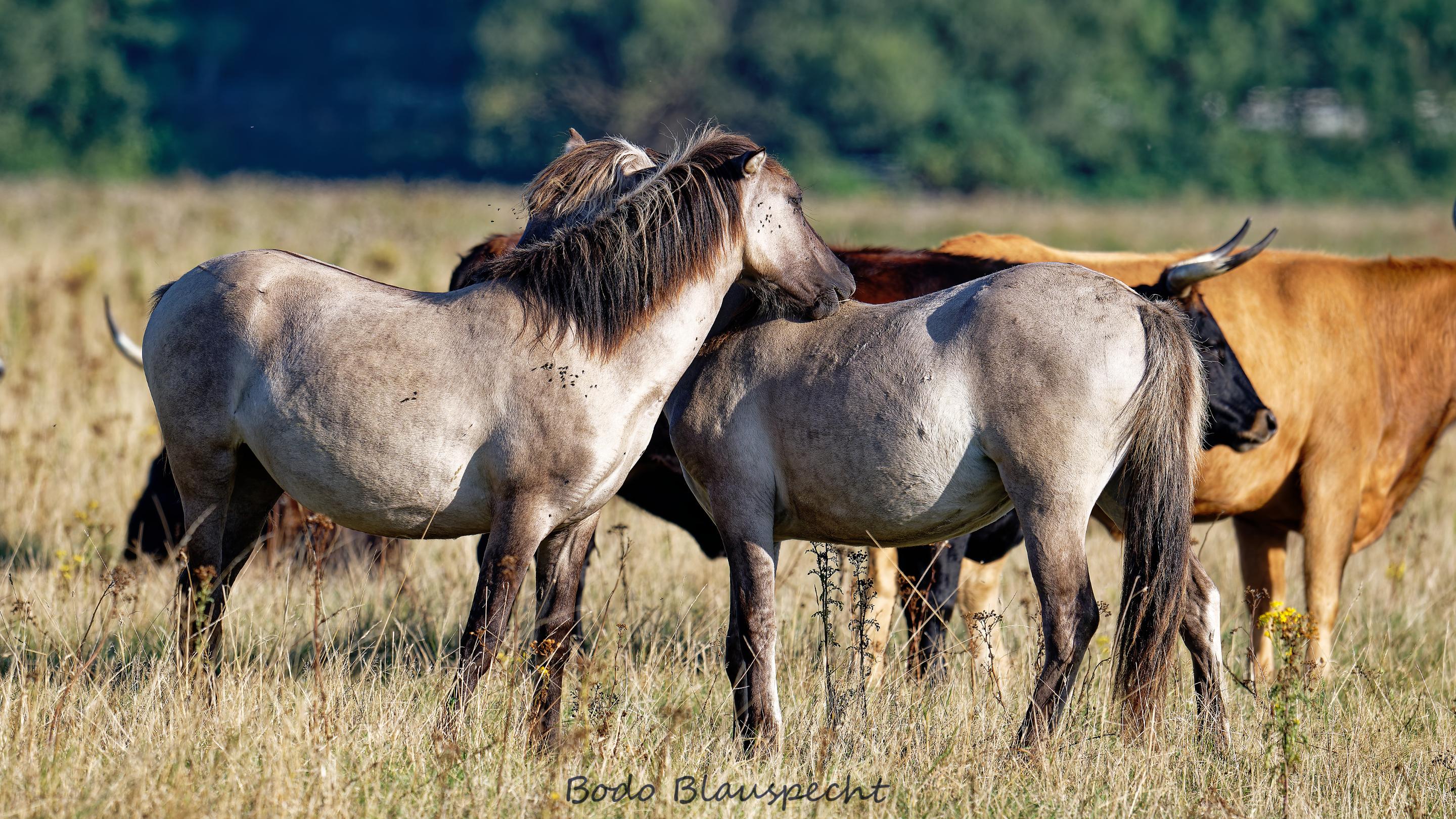 Landschaft   Tiere   Steveraue   2025.08.11 08.37 151 HQ